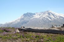 Mt St Helens years later
