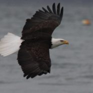 Cruz to right, Sanders to left, stuck in the middle with who?