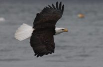 Cruz to right, Sanders to left, stuck in the middle with who?