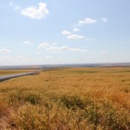 Wheat Fields changing to Vineyards