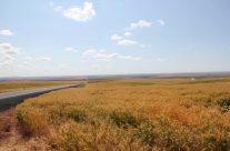 Wheat Fields changing to Vineyards